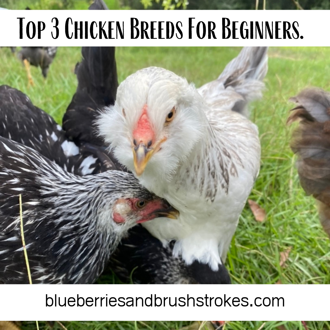 Top 3 Best Chicken Breeds For Beginners.